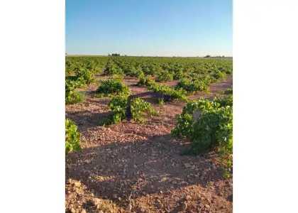 venta de finca rústica en Manzanares, Carretera de villarrubia en Manzanares