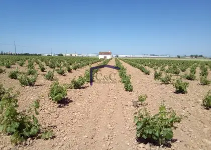 venta de finca rústica en Manzanares, Cementerio en Manzanares