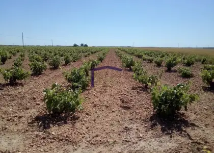 venta de finca rústica en Manzanares, Cementerio en Manzanares