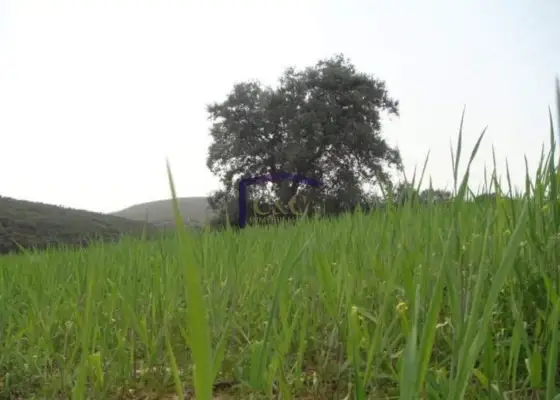 venta de finca rústica en Torrenueva, Torrenueva