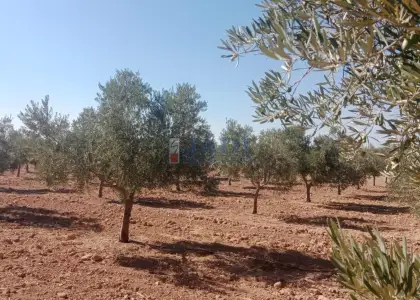 venta de finca rústica en Valdepeñas, CAMPO en Valdepeñas