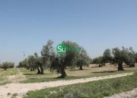 venta de finca rústica en Yeles, yeles